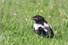 <p>STRAKA OBECNÁ (Pica pica) (Eurasian magpie - Elster/</p>
